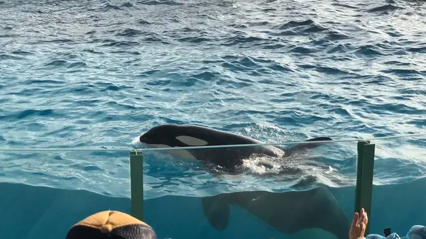 鴨川シーワールドの写真・動画_image_236045
