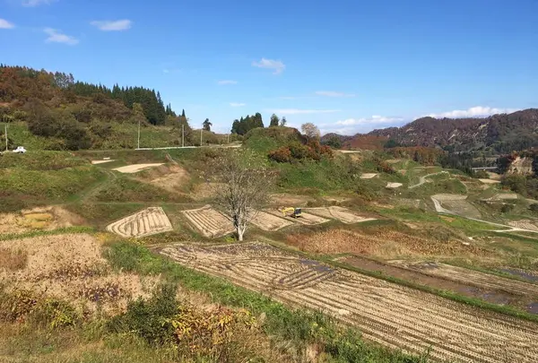 四ケ村の棚田の写真・動画_image_236220