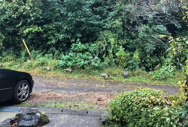 伊豆シャボテン動物公園の写真・動画_image_236452