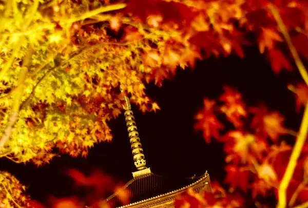 東寺（教王護国寺）の写真・動画_image_236460