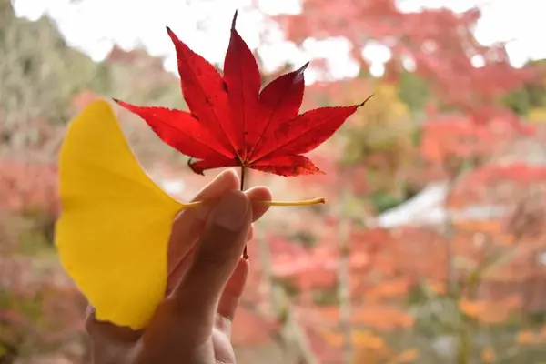 醍醐寺の写真・動画_image_236461