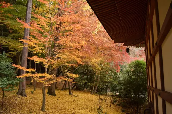 醍醐寺の写真・動画_image_236462