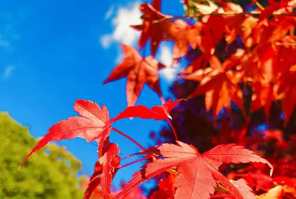 三景園の写真・動画_image_236602