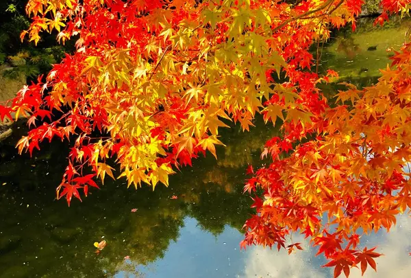 三景園の写真・動画_image_236604