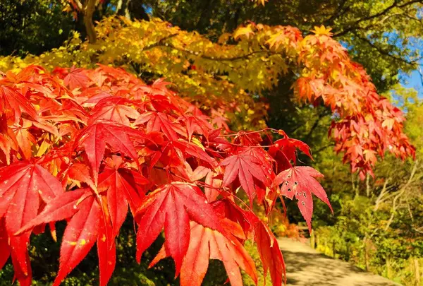 三景園の写真・動画_image_236605