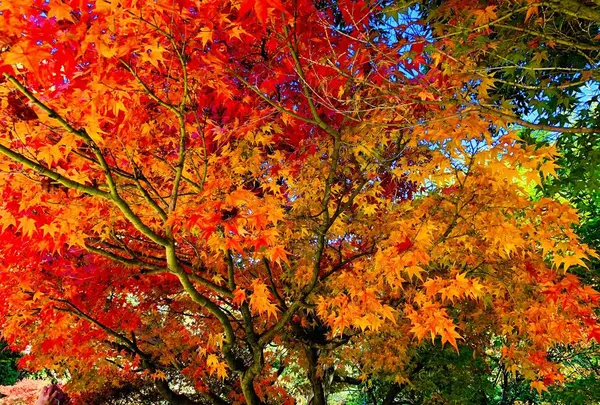 三景園の写真・動画_image_236608