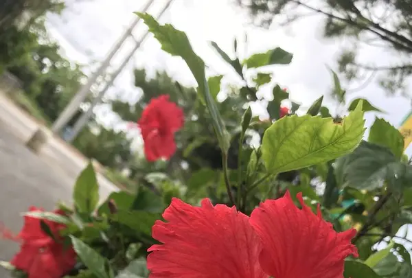 楽園の果実 ｃａｆｅ ＆ おみやげ館の写真・動画_image_236984