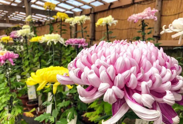 中尊寺の写真・動画_image_237088