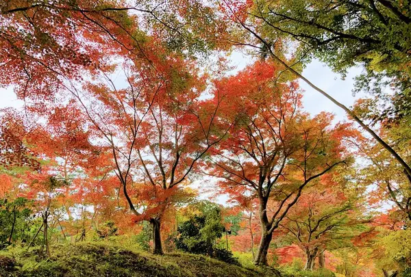 中尊寺の写真・動画_image_237091