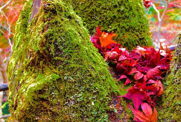 奥津渓の写真・動画_image_237185