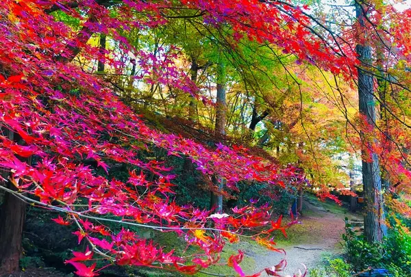 奥津渓の写真・動画_image_237187