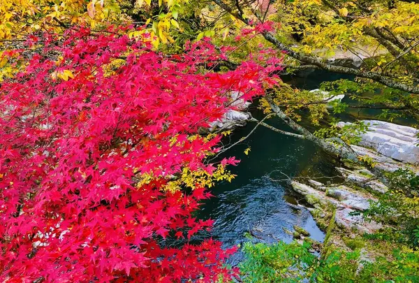 奥津渓の写真・動画_image_237190