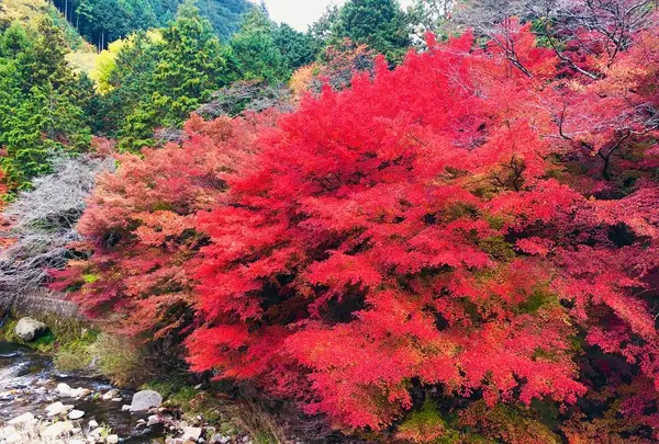 奥津渓の写真・動画_image_237191