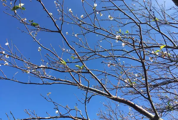 大野岳の写真・動画_image_237232