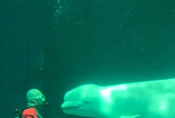 鴨川シーワールドの写真・動画_image_238395
