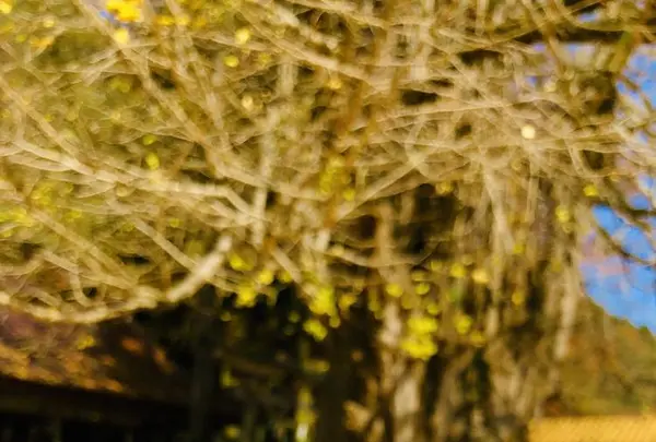 筒賀の大銀杏の写真・動画_image_238456