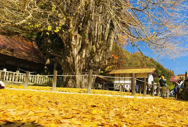 筒賀の大銀杏の写真・動画_image_238457