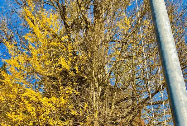 筒賀の大銀杏の写真・動画_image_238458