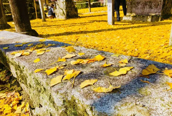 筒賀の大銀杏の写真・動画_image_238459