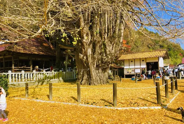 筒賀の大銀杏の写真・動画_image_238460