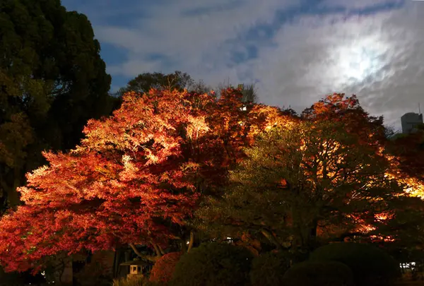 六義園の写真・動画_image_238485