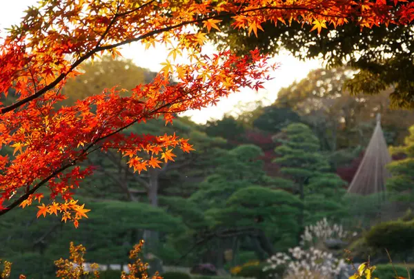 六義園の写真・動画_image_238486