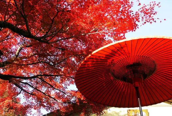 国営昭和記念公園の写真・動画_image_238493