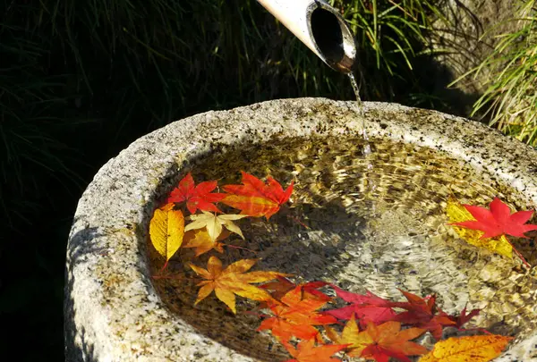 国営昭和記念公園の写真・動画_image_238499