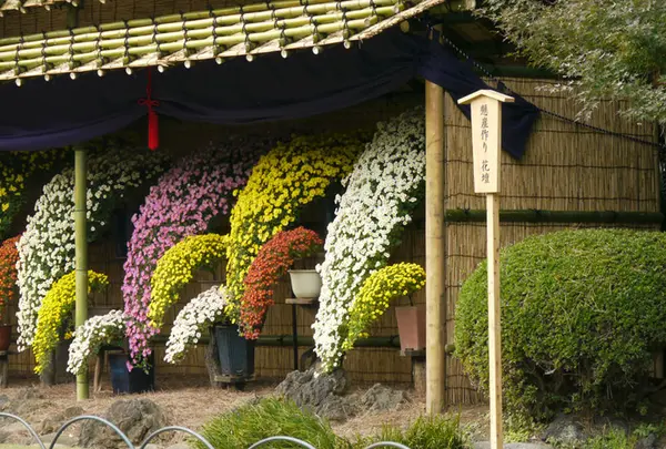 新宿御苑　菊花壇展の写真・動画_image_238516