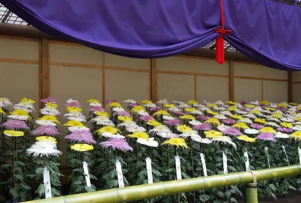 新宿御苑　菊花壇展の写真・動画_image_238517