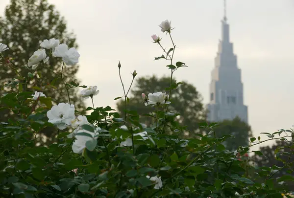 新宿御苑　菊花壇展の写真・動画_image_238519