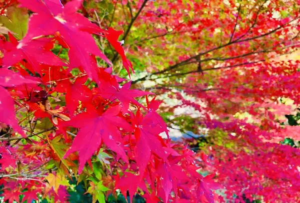 吉水園の写真・動画_image_238533