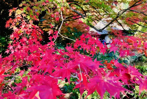 吉水園の写真・動画_image_238534