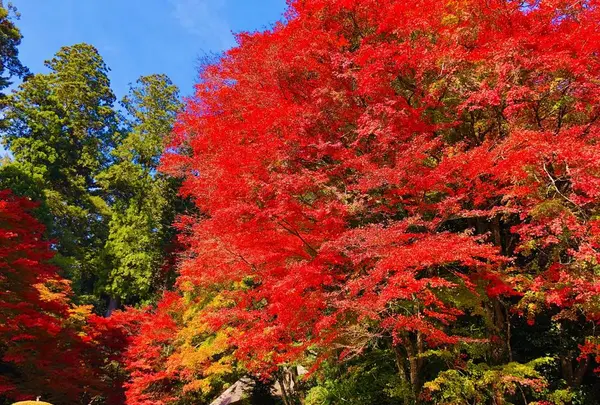 吉水園の写真・動画_image_238535