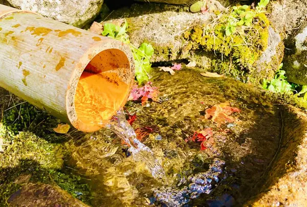 吉水園の写真・動画_image_238536