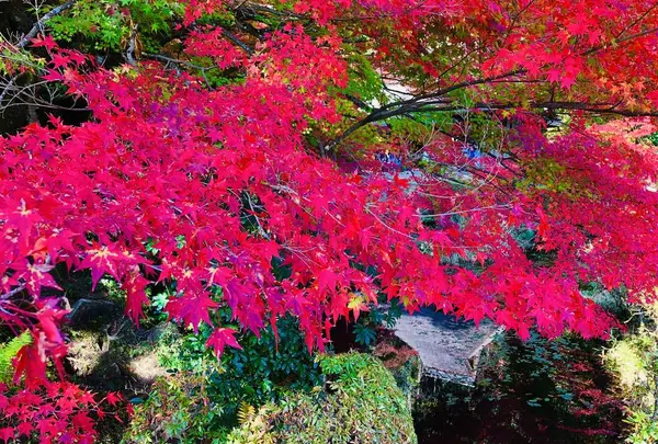 吉水園の写真・動画_image_238537