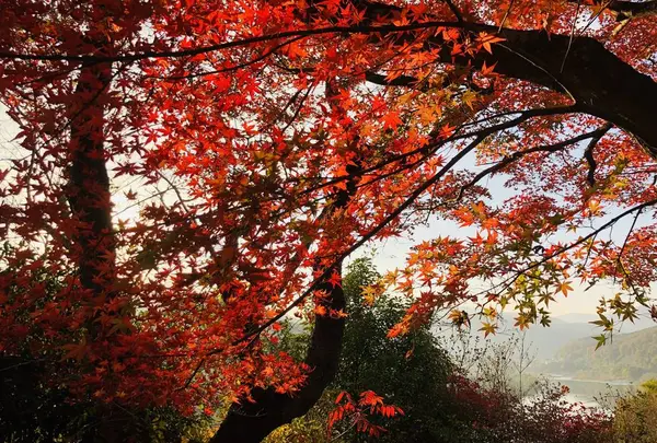 尾関山公園の写真・動画_image_238543
