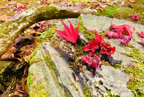 尾関山公園の写真・動画_image_238545