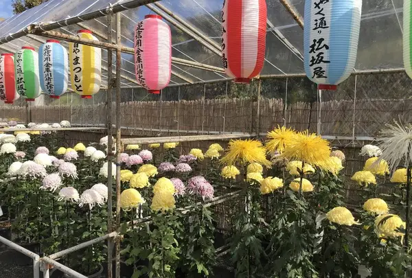 大師公園の写真・動画_image_238655