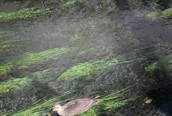 うなぎの不二美の写真・動画_image_238741