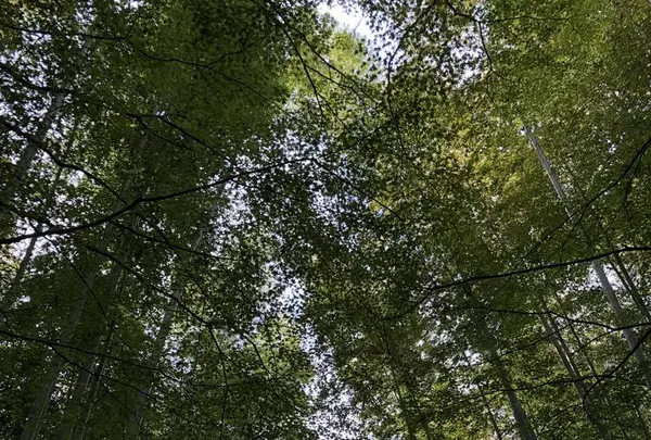 竹林の小径の写真・動画_image_238745