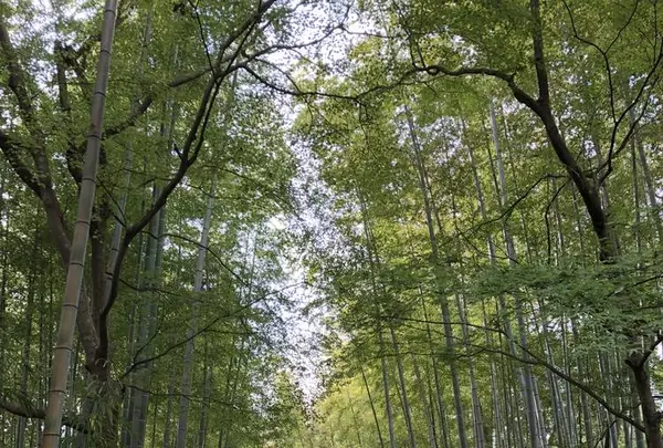 竹林の小径の写真・動画_image_238746