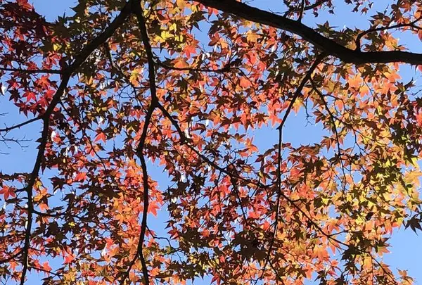 修善寺 虹の郷の写真・動画_image_238838