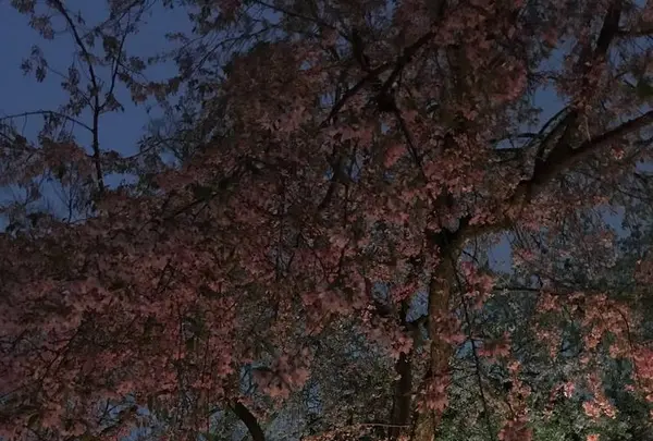 名古屋城の写真・動画_image_238984
