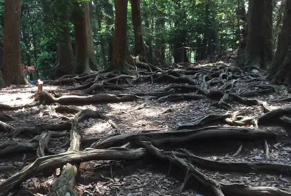 鞍馬山の写真・動画_image_239363