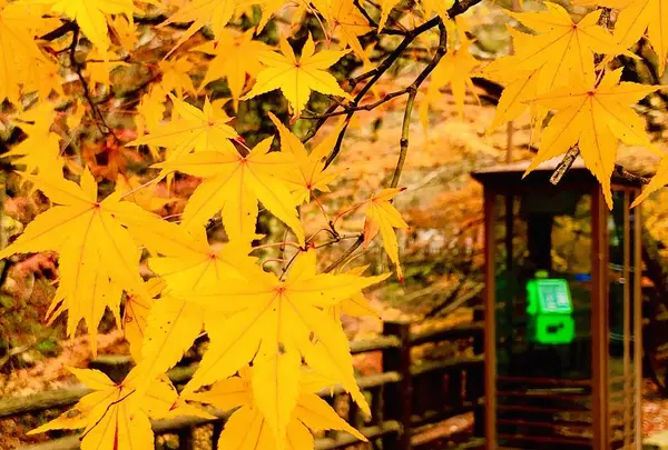帝釈峡の写真・動画_image_239573