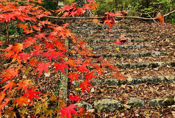 帝釈峡の写真・動画_image_239574