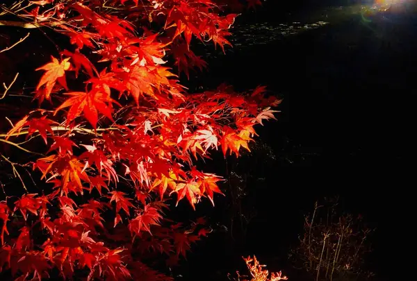 神勝禅寺 紅葉ライトアップ特別拝観の写真・動画_image_239584