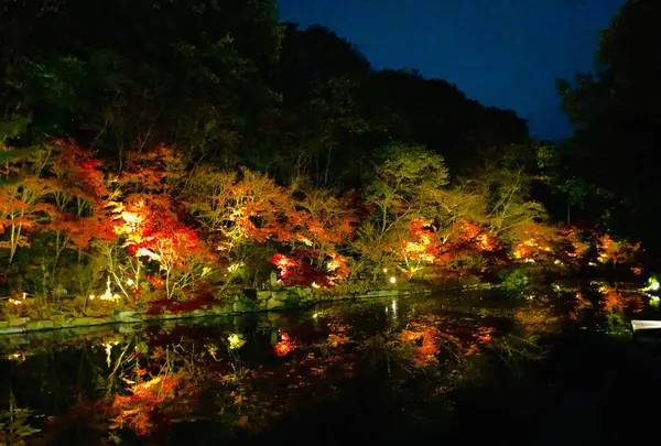 神勝禅寺 紅葉ライトアップ特別拝観の写真・動画_image_239586