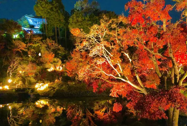 神勝禅寺 紅葉ライトアップ特別拝観の写真・動画_image_239591